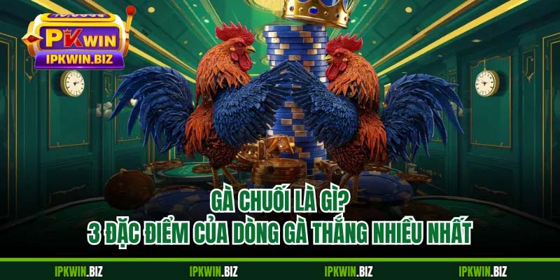 Gà Chuối Là Gì? 3 Đặc Điểm Của Dòng Gà Thắng Nhiều Nhất