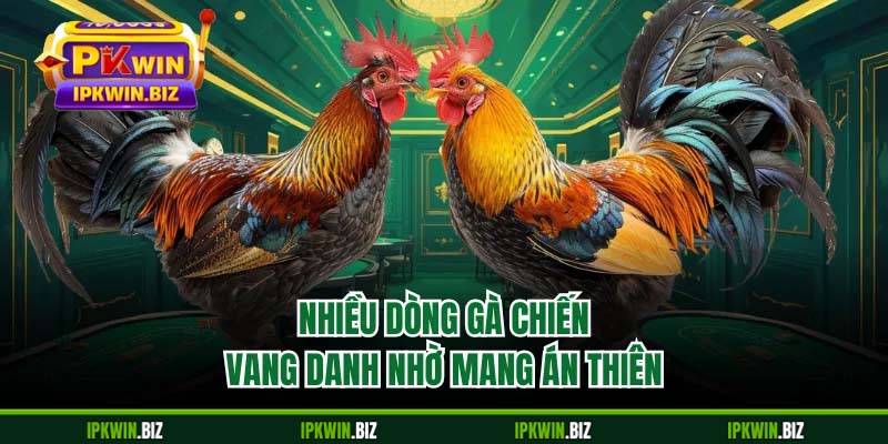 Nhiều dòng gà chiến vang danh nhờ mang án thiên